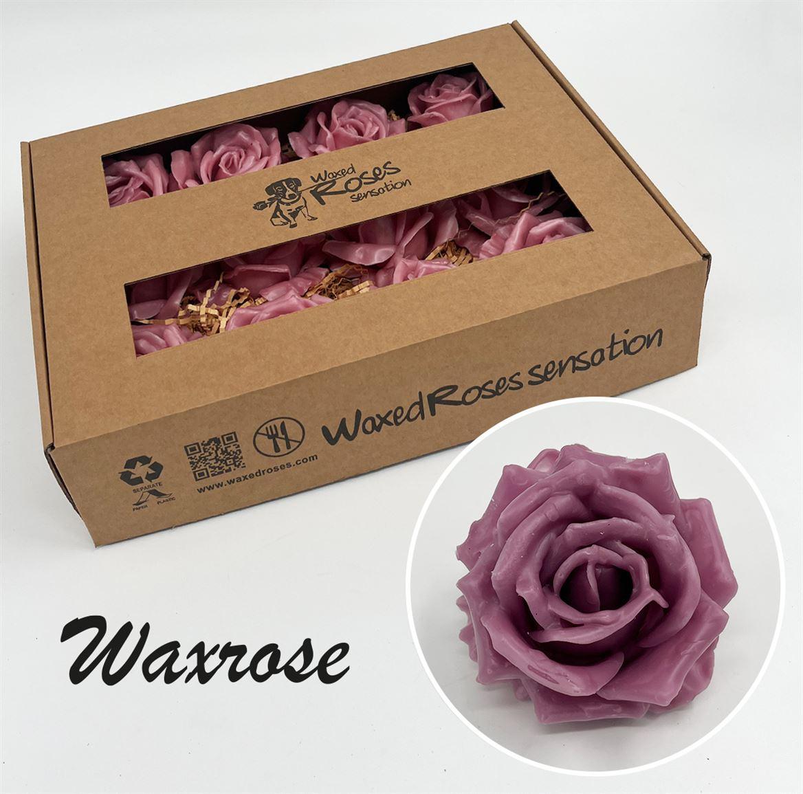 Срезанные цветы оптом Rosa large silk wax milka от 12шт из Голландии с доставкой по России