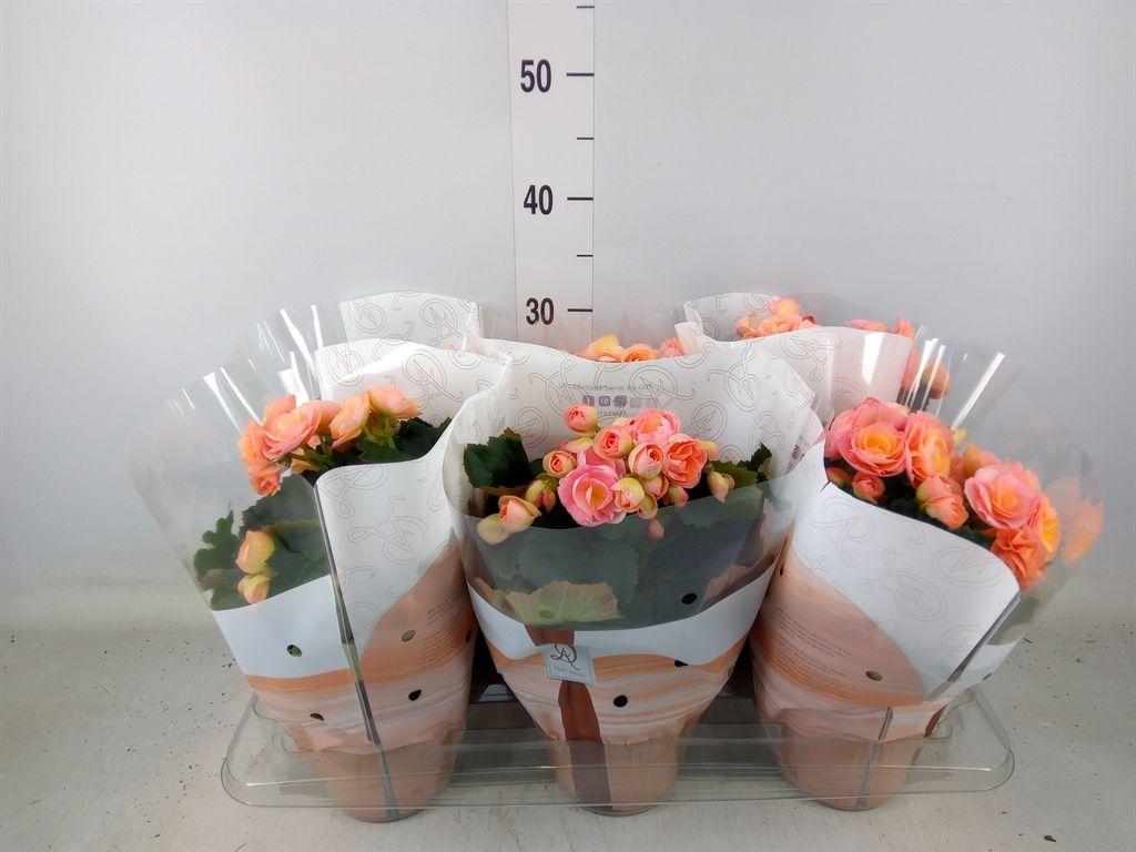 Горшечные цветы и растения оптом Begonia Hailey Sunset от 6шт (для телеги) из Голландии с доставкой по России