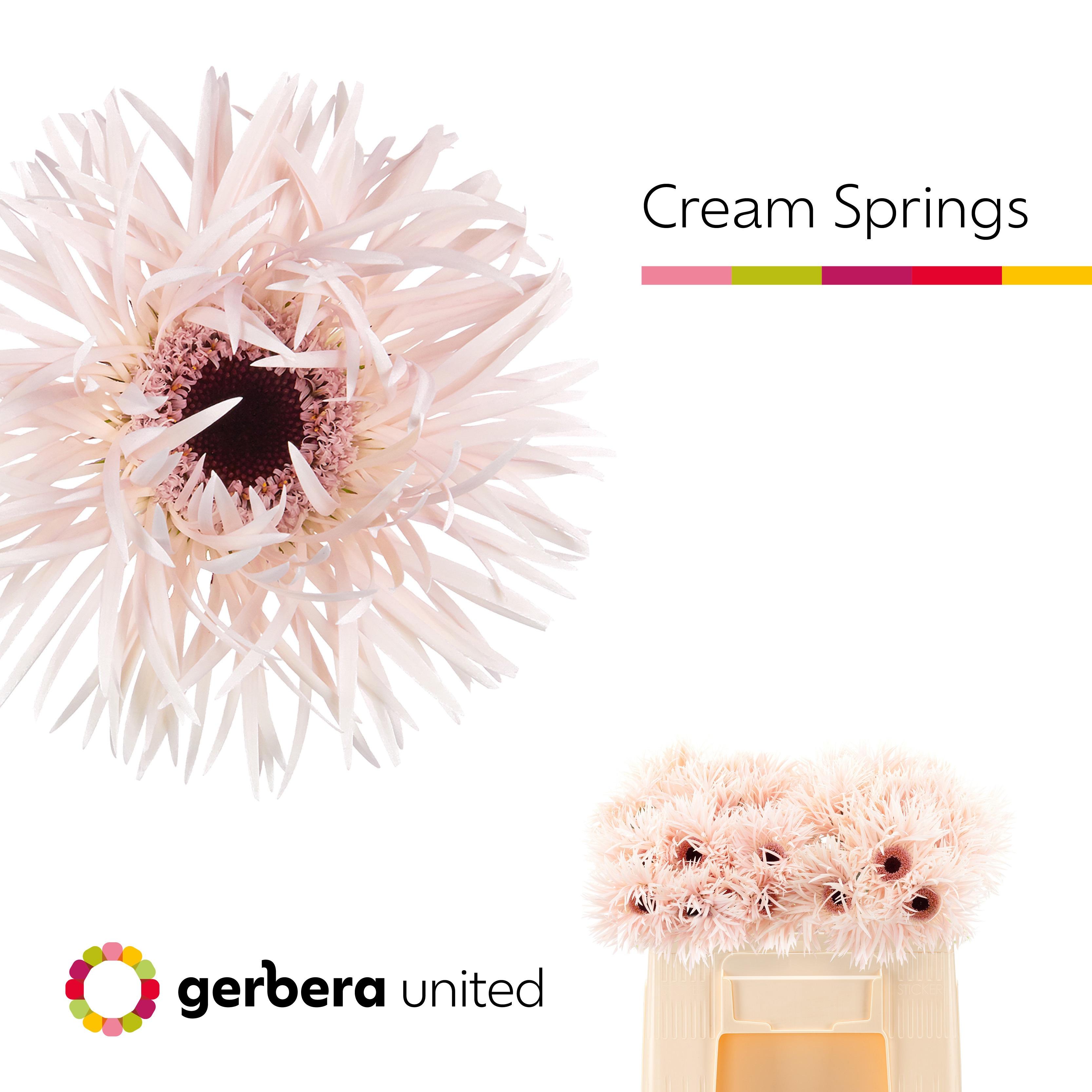 Срезанные цветы оптом Gerbera cream springs от 40шт из Голландии с доставкой по России