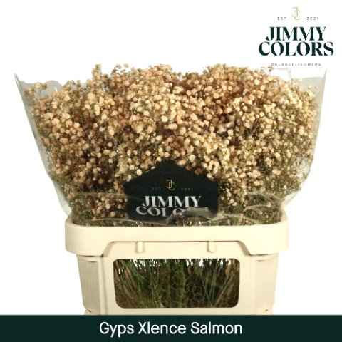 Срезанные цветы оптом Gyps large paint salmon от 50шт из Голландии с доставкой по России