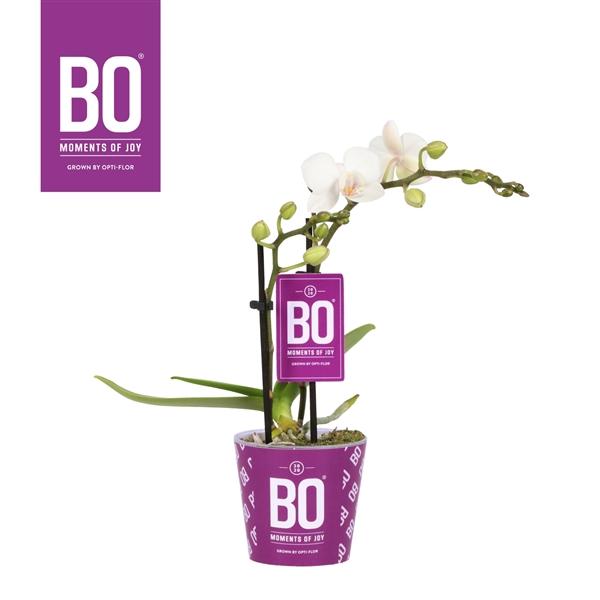 Горшечные цветы и растения оптом Phal 2st My Monro Wit (opti) от 12шт (для телеги) из Голландии с доставкой по России Горшечные цветы и растения оптом Phal 2st My Monro Wit (opti) от 12шт (для телеги) из Голландии с доставкой по России