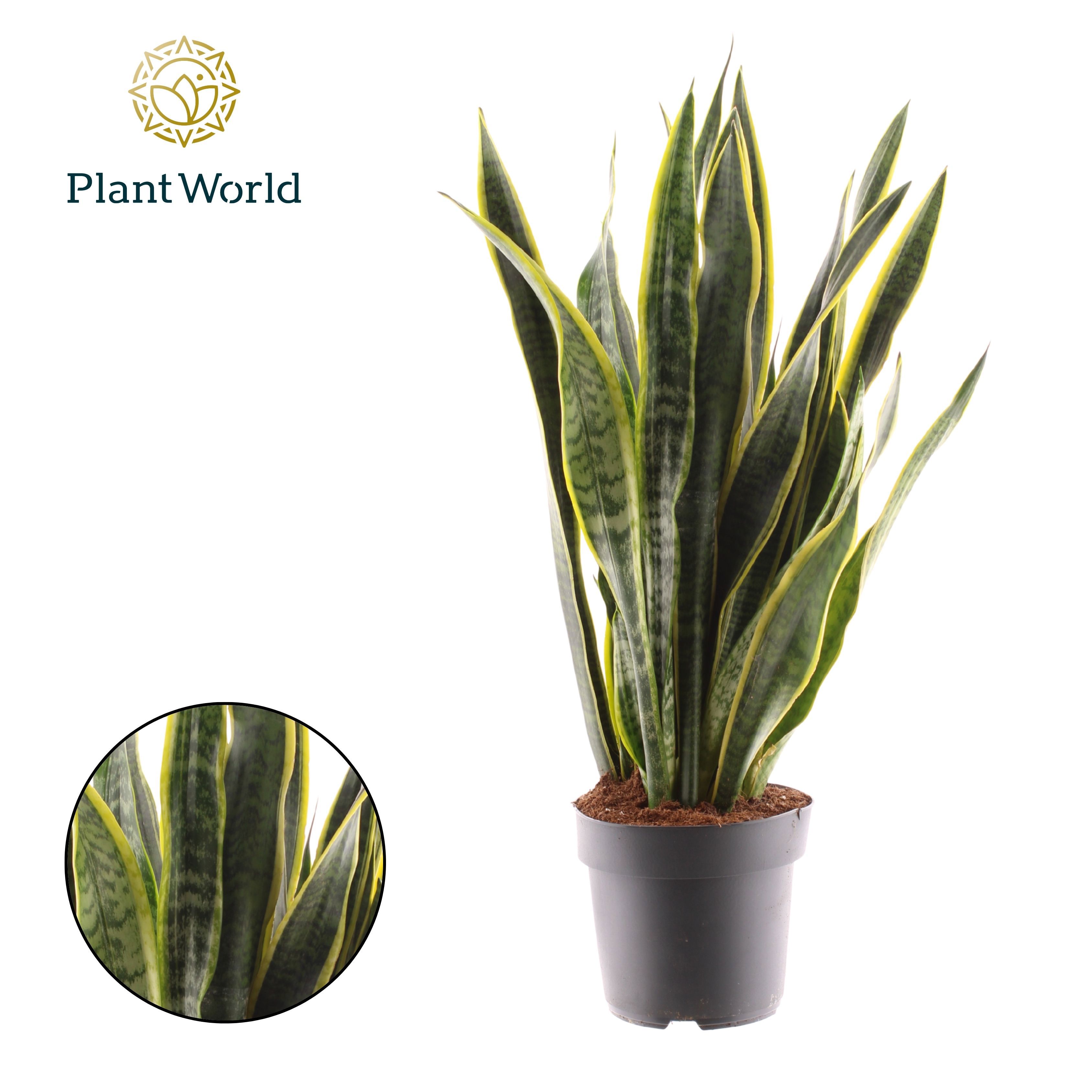 Горшечные цветы и растения оптом Sansevieria Laurentii от 3шт из Голландии с доставкой по России