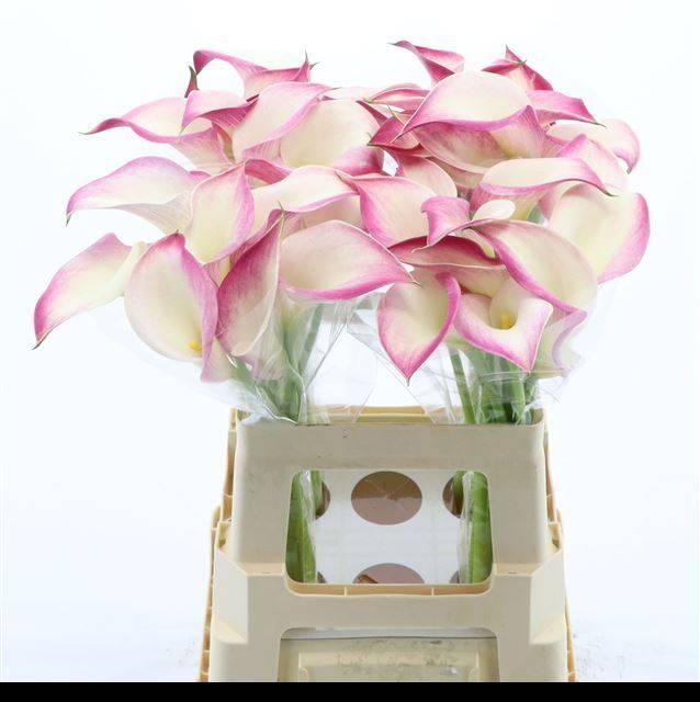 Срезанные цветы оптом Zantedeschia call mario от 40шт из Голландии с доставкой по России