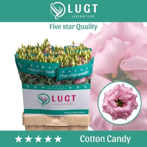 Срезанные цветы оптом Lisianthus do cotton candy от 60шт из Голландии с доставкой по России