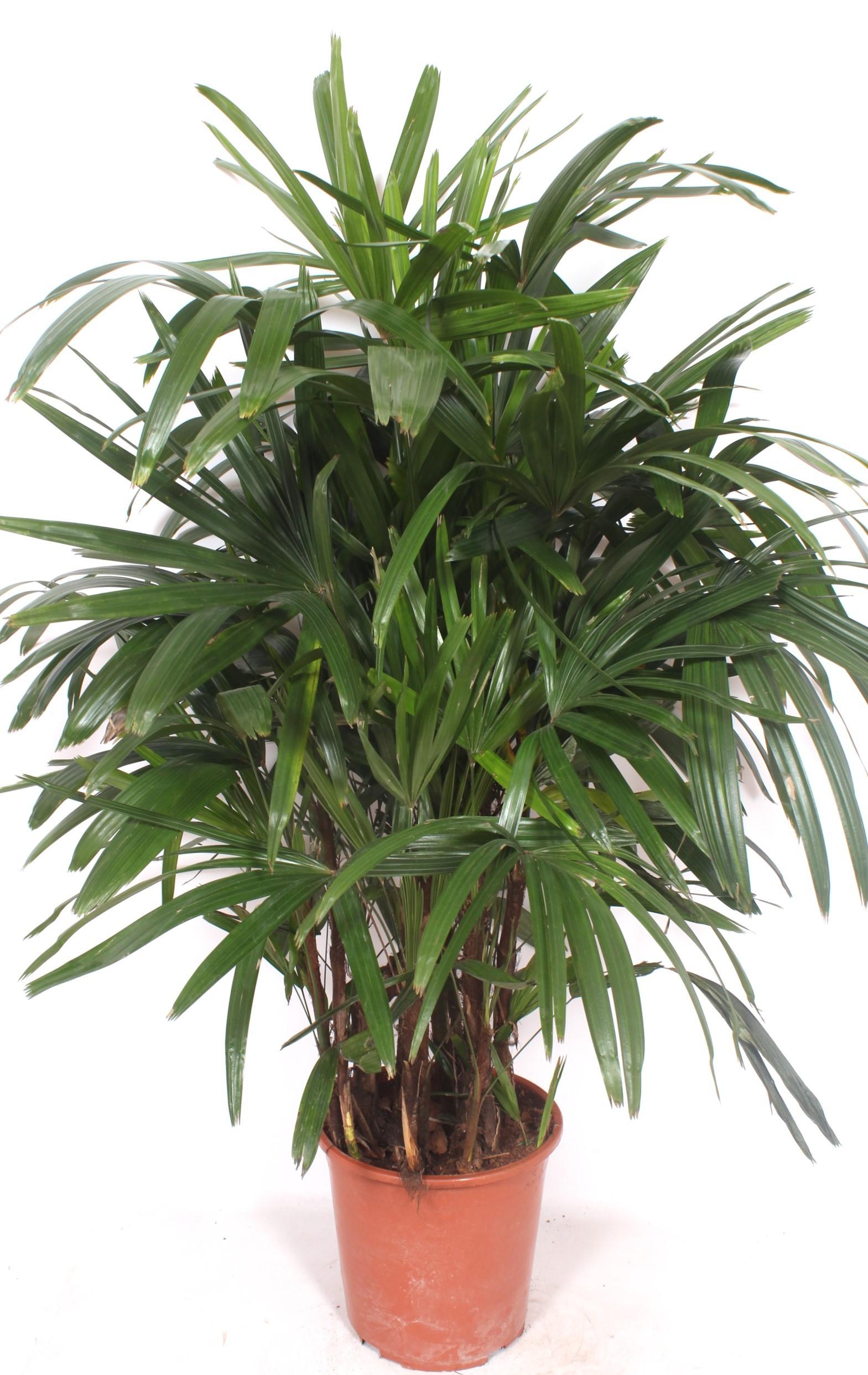 Горшечные цветы и растения оптом Rhapis Excelsa от 1шт из Голландии с доставкой по России