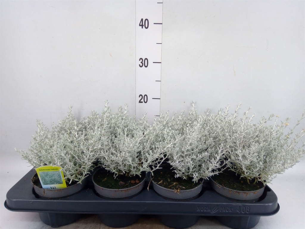 Горшечные цветы и растения оптом Helichrysum Italicum от 8шт из Голландии с доставкой по России
