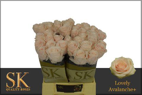 Срезанные цветы оптом Rosa large lovely avalanche+ от 40шт из Голландии с доставкой по России