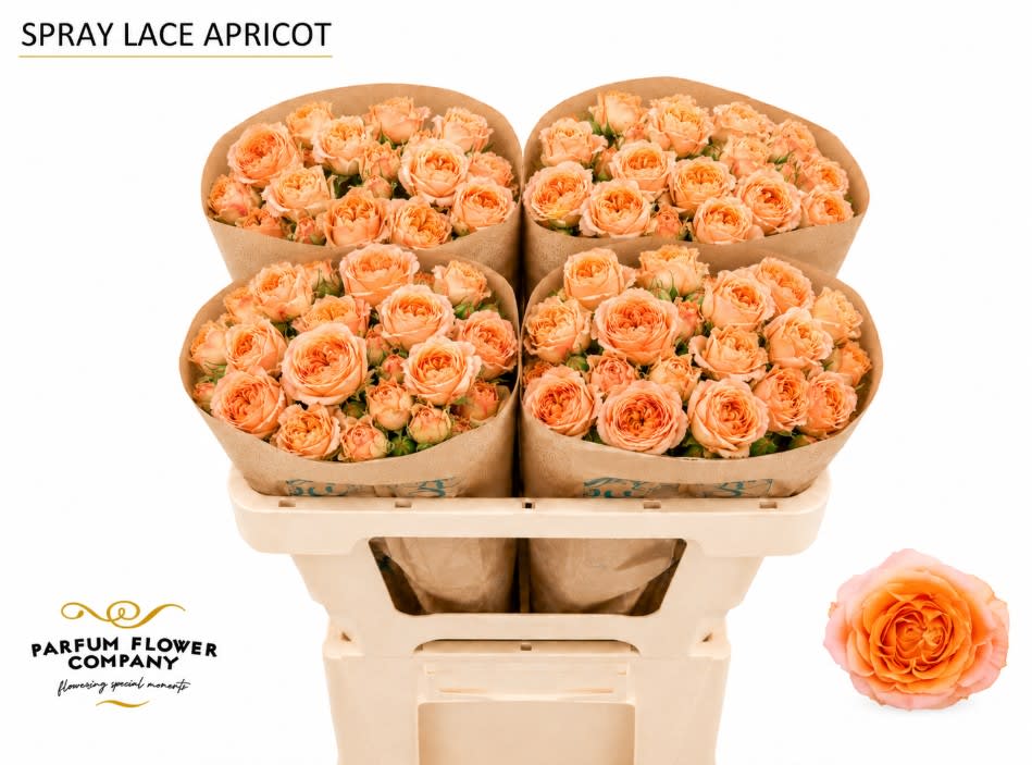Срезанные цветы оптом Rosa spray lace apricot от 12шт из Голландии с доставкой по России