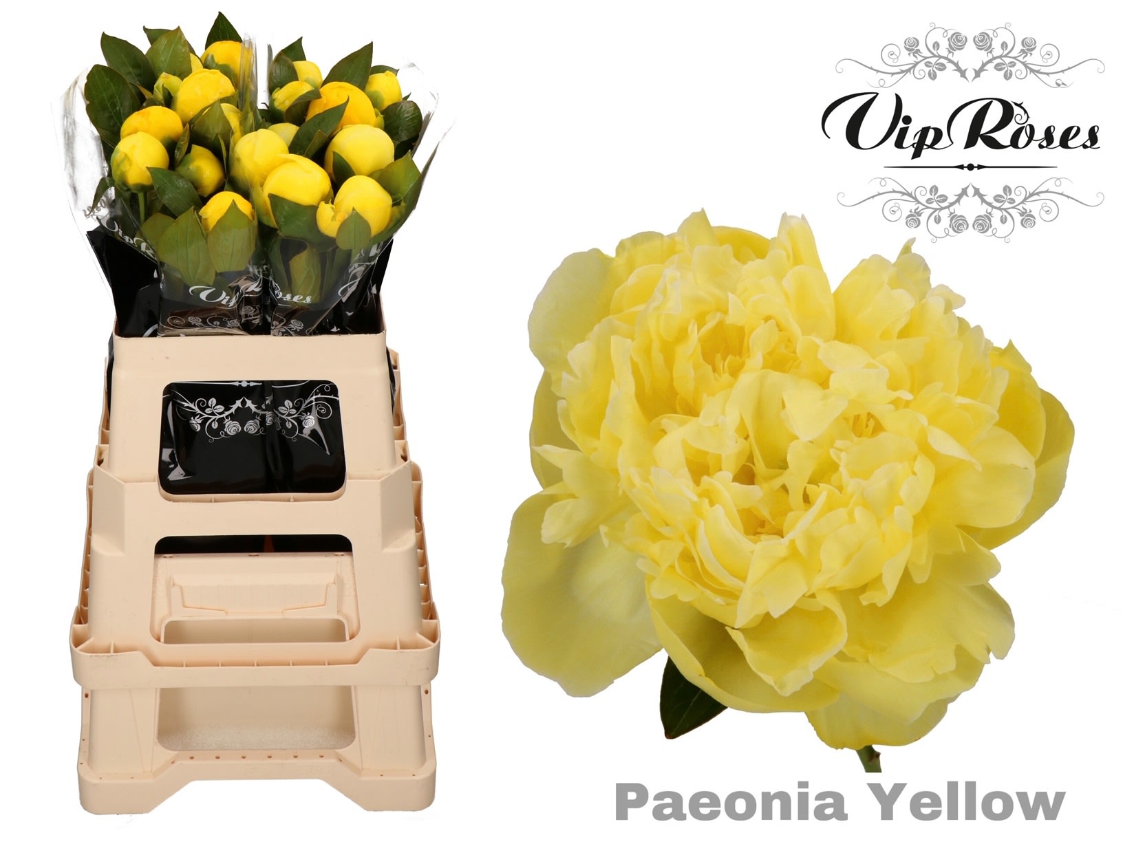 Срезанные цветы оптом Paeonia paint yellow от 20шт из Голландии с доставкой по России