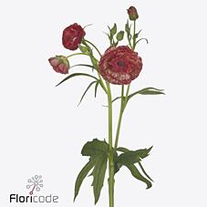 Срезанные цветы оптом Ranunculus butterfly musa от 40шт из Голландии с доставкой по России