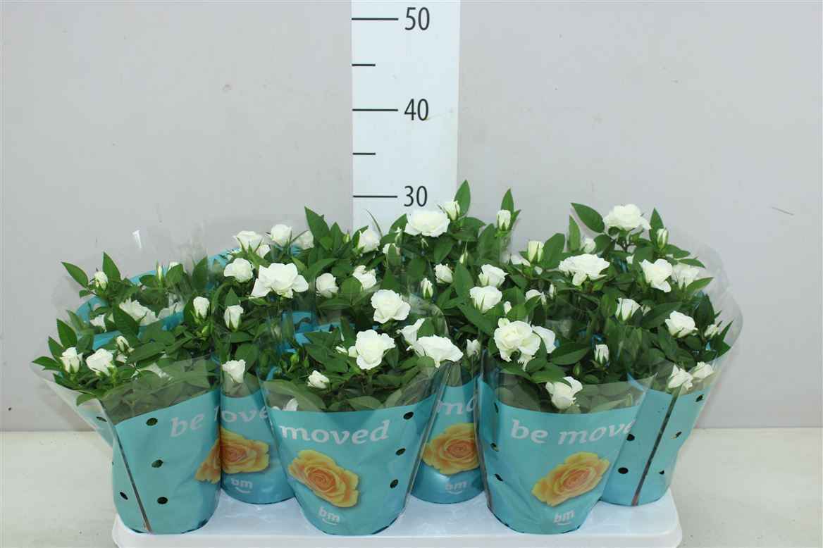 Горшечные цветы и растения оптом Rosa Jewel Wit от 12шт из Голландии с доставкой по России