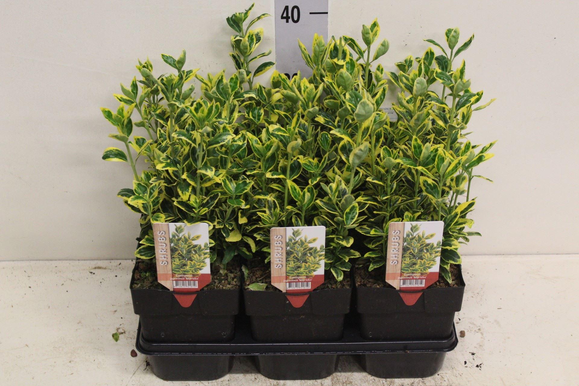 Горшечные цветы и растения оптом Euonymus Japon. ovatus Aureus от 6шт из Голландии с доставкой по России