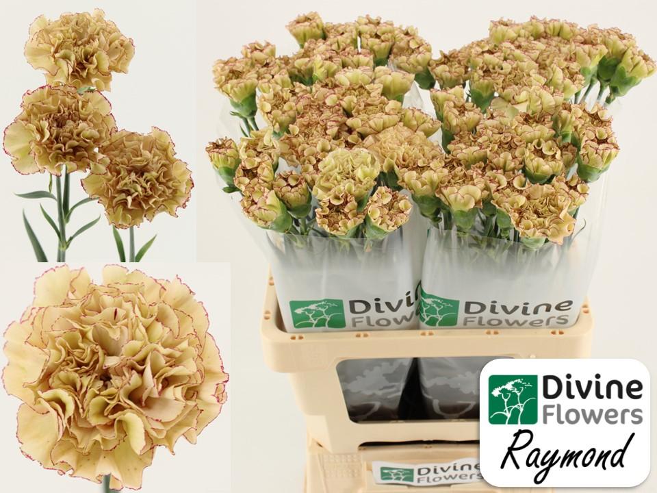 Срезанные цветы оптом Dianthus st raymond от 80шт из Голландии с доставкой по России