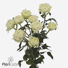 Срезанные цветы оптом Rosa spray milky way от 40шт из Голландии с доставкой по России