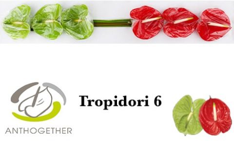 Срезанные цветы оптом Anthurium tropidori mix от 6шт из Голландии с доставкой по России