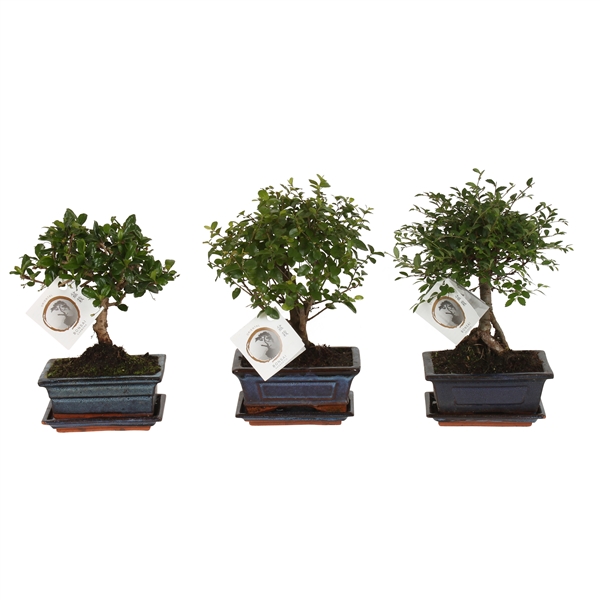 Горшечные цветы и растения оптом Bonsai Mix In Ceramic Ball Shape With Saucer от 10шт из Голландии с доставкой по России