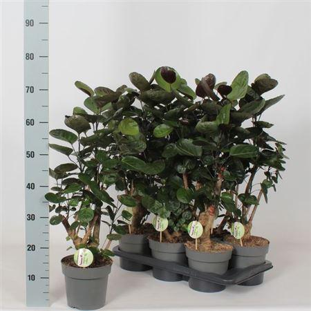 Горшечные цветы и растения оптом Poly Fabian от 6шт из Голландии с доставкой по России