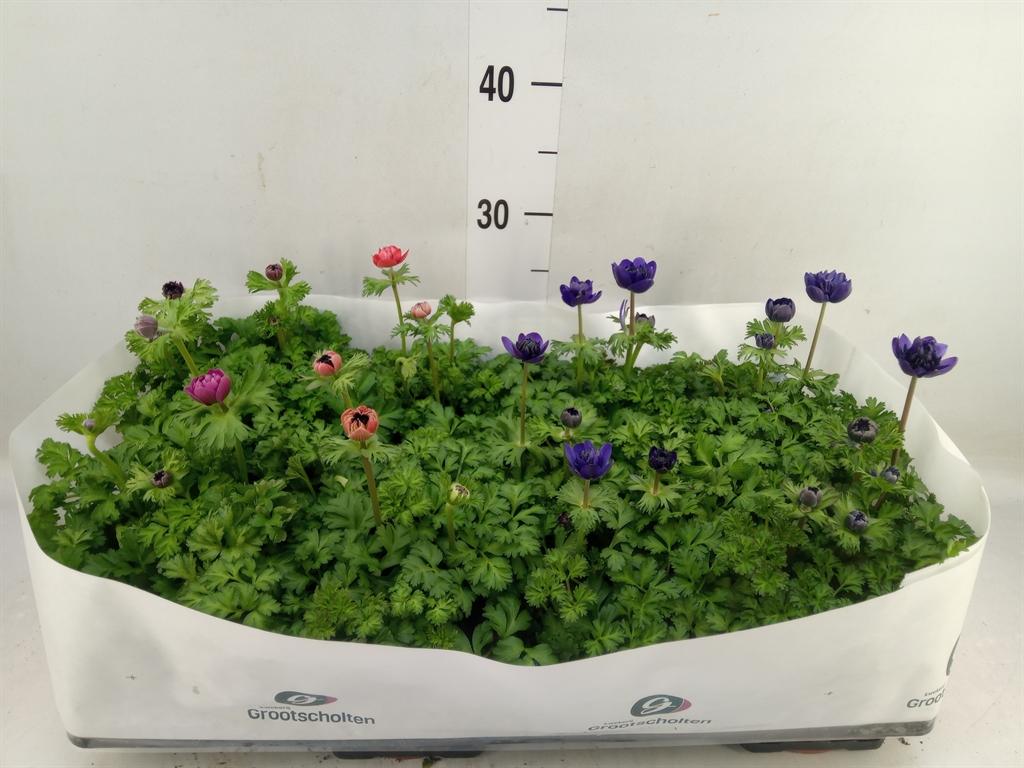 Горшечные цветы и растения оптом Anemone   ...mix от 8шт из Голландии с доставкой по России