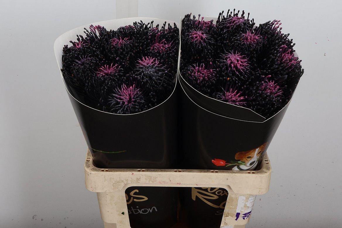 Срезанные цветы оптом Nutans wax black beauty от 20шт из Голландии с доставкой по России