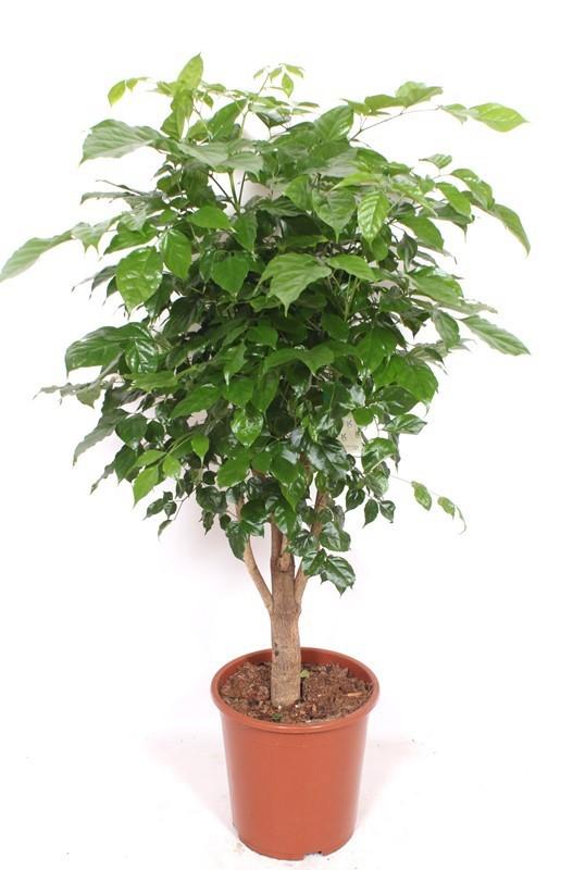 Горшечные цветы и растения оптом Radermachera Hainanensis от 1шт из Голландии с доставкой по России