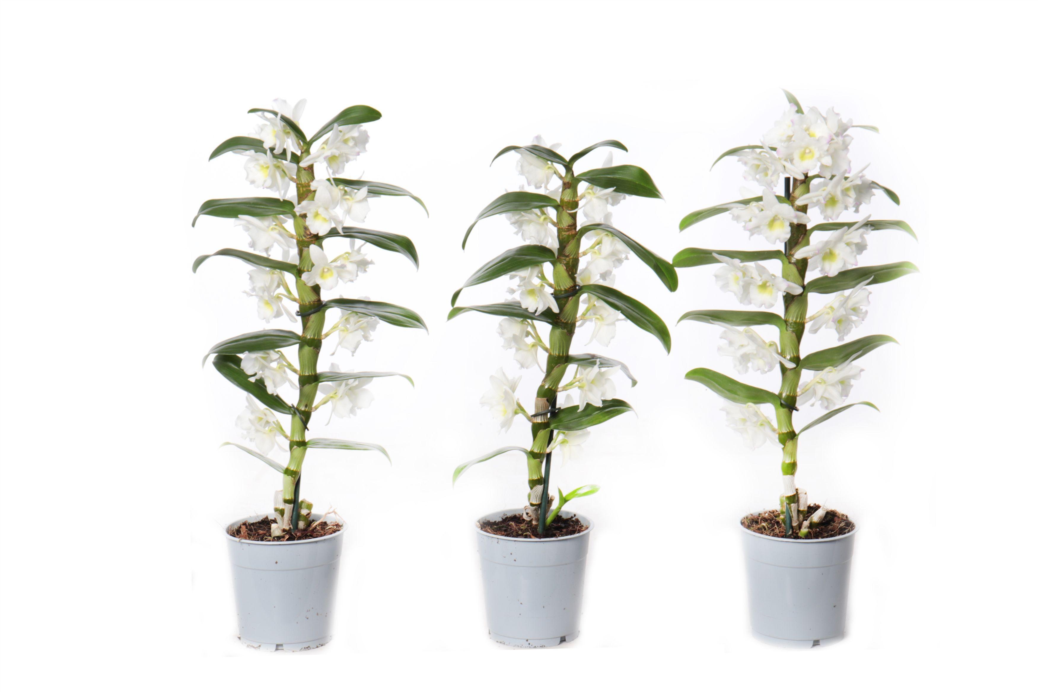 Горшечные цветы и растения оптом Dendr Nob 1st Apollon Basic от 6шт из Голландии с доставкой по России