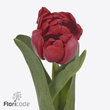 Срезанные цветы оптом Tulipa do red velvet от 50шт из Голландии с доставкой по России