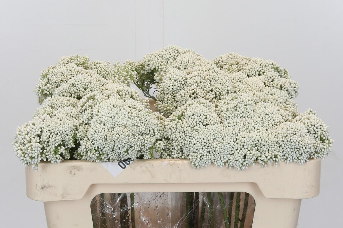 Срезанные цветы оптом Ozothamnus white от 50шт из Голландии с доставкой по России