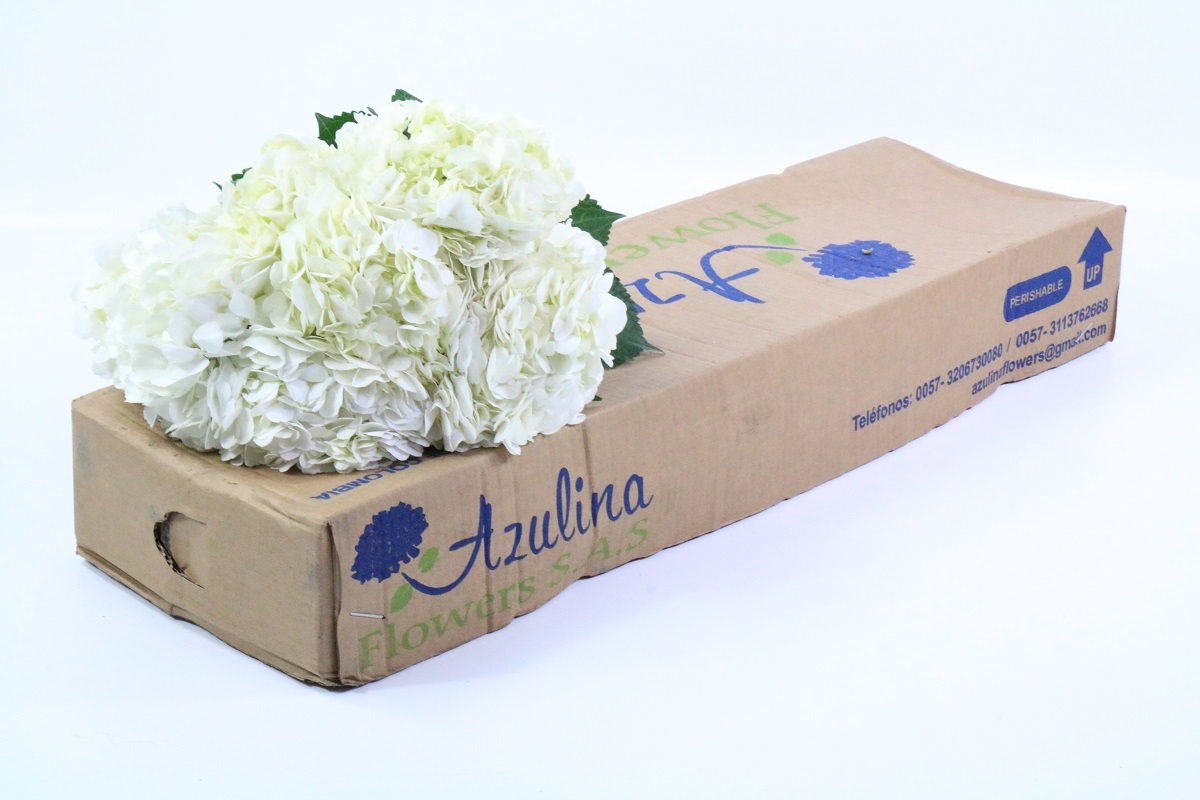 Срезанные цветы оптом Hydrangea white in box от 30шт из Голландии с доставкой по России