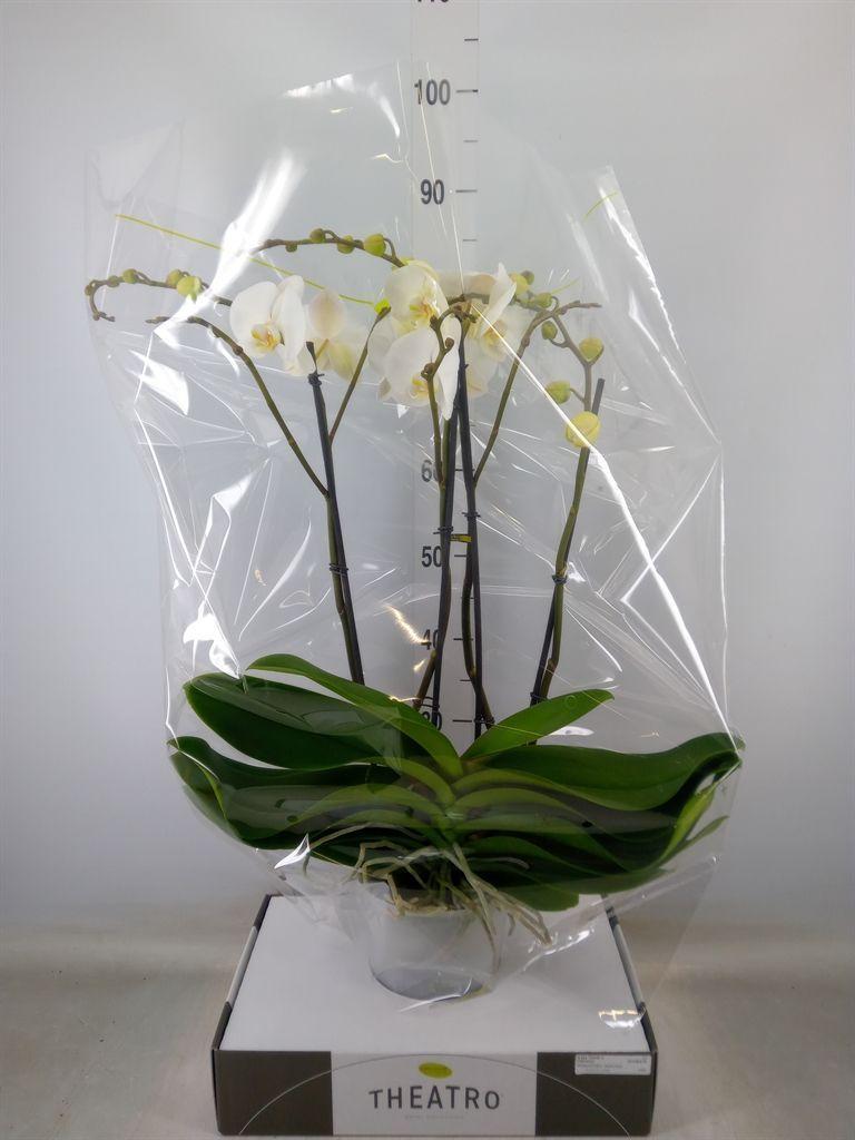 Горшечные цветы и растения оптом Phalaenopsis   ...white от 1шт из Голландии с доставкой по России