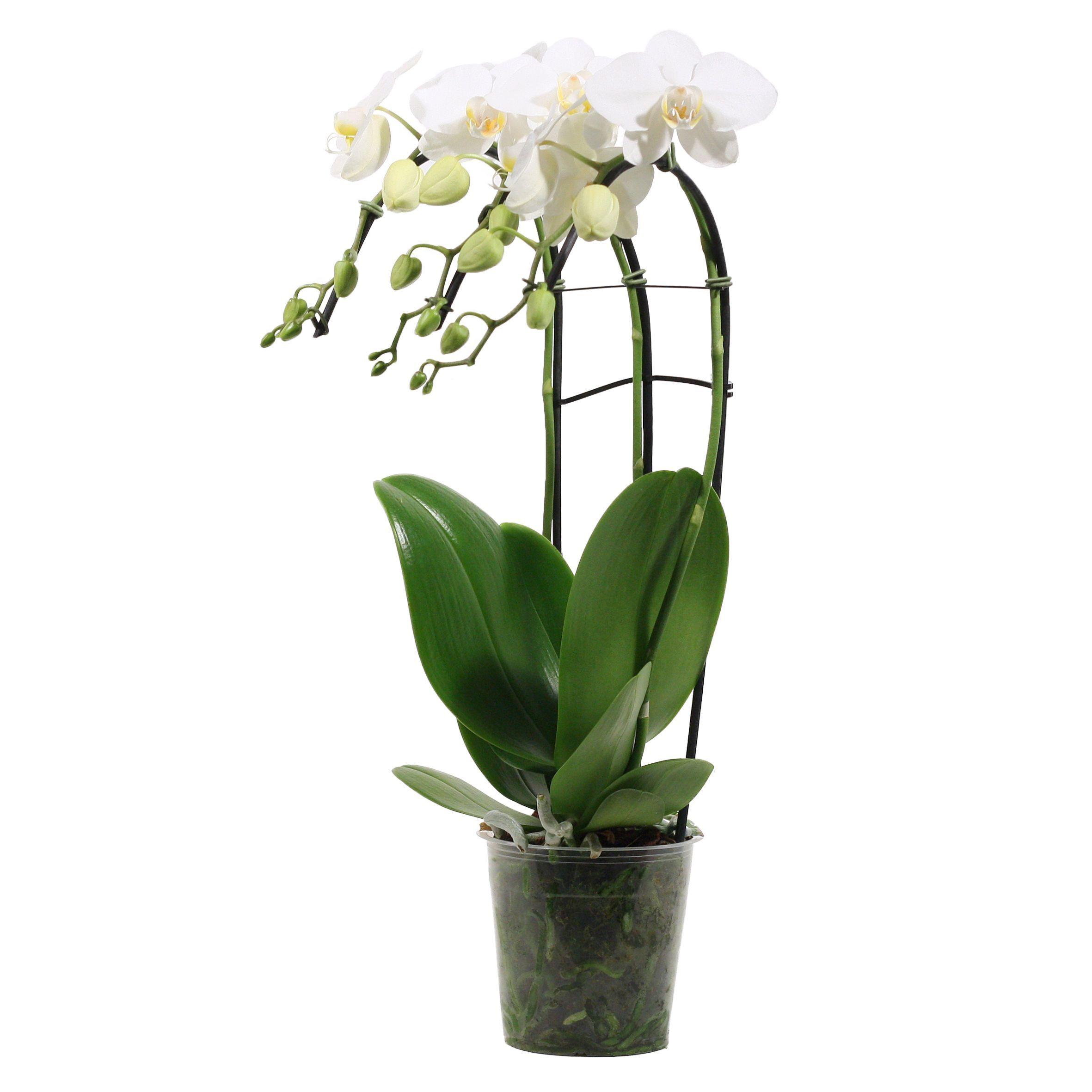 Горшечные цветы и растения оптом Phal Ov Wit от 3шт из Голландии с доставкой по России