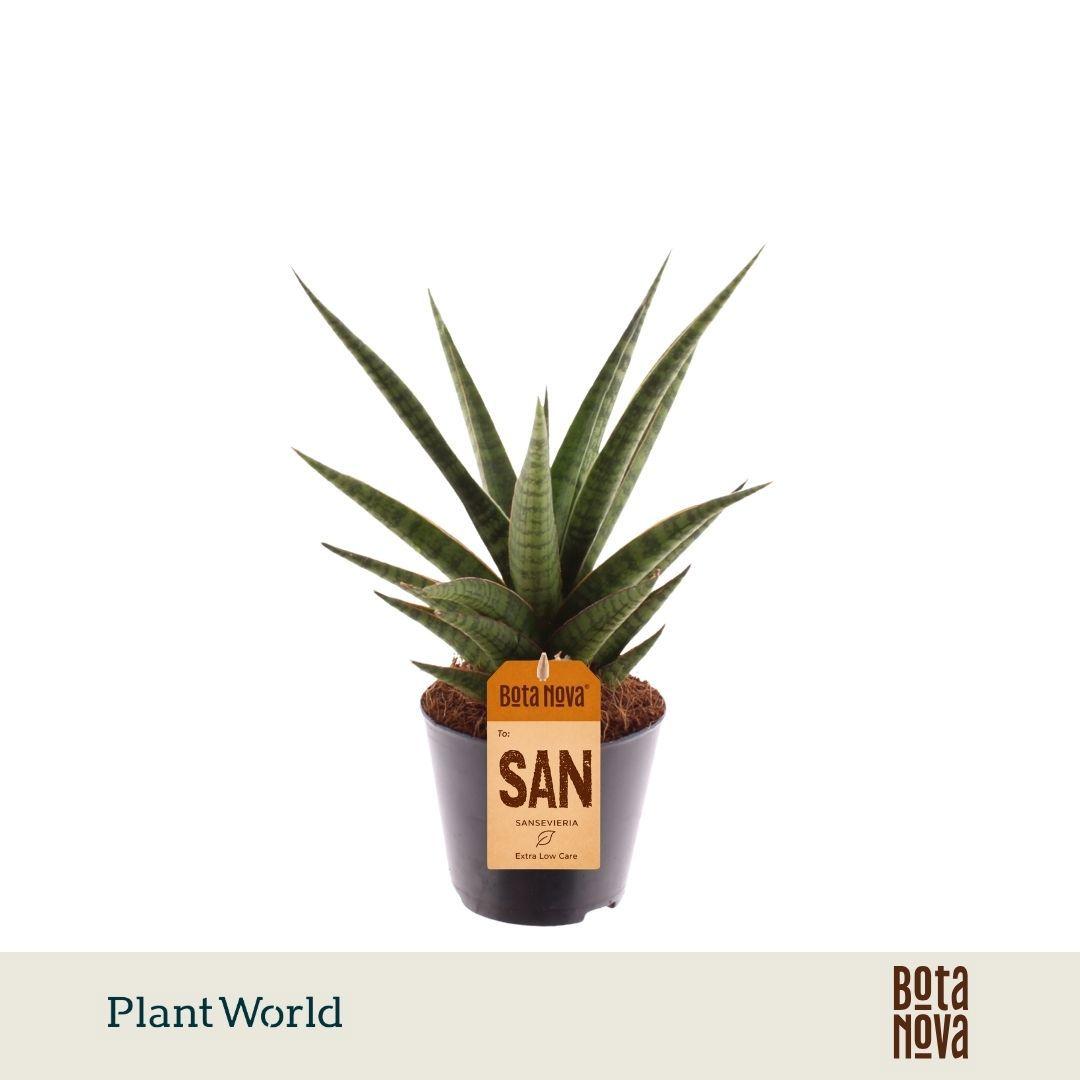 Горшечные цветы и растения оптом Sansevieria boogie Woogie от 12шт (для телеги) из Голландии с доставкой по России