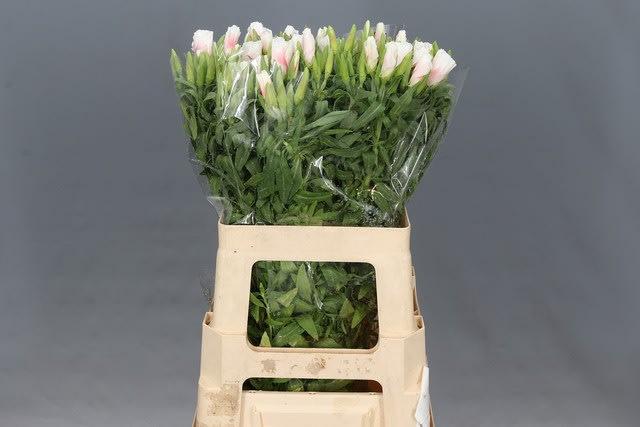 Срезанные цветы оптом Clarkia white от 100шт из Голландии с доставкой по России