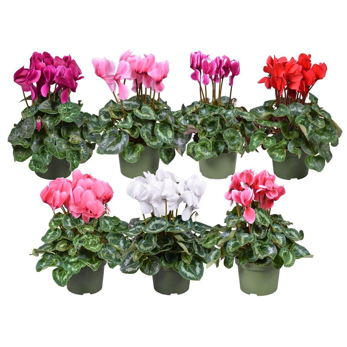 Горшечные цветы и растения оптом Cyclamen Grootbl. Gemengd от 6шт (для телеги) из Голландии с доставкой по России
