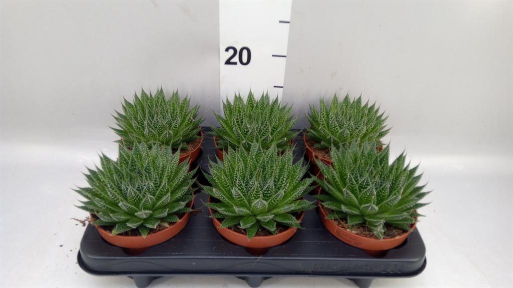 Горшечные цветы и растения оптом Aloe Aristata magic от 6шт из Голландии с доставкой по России