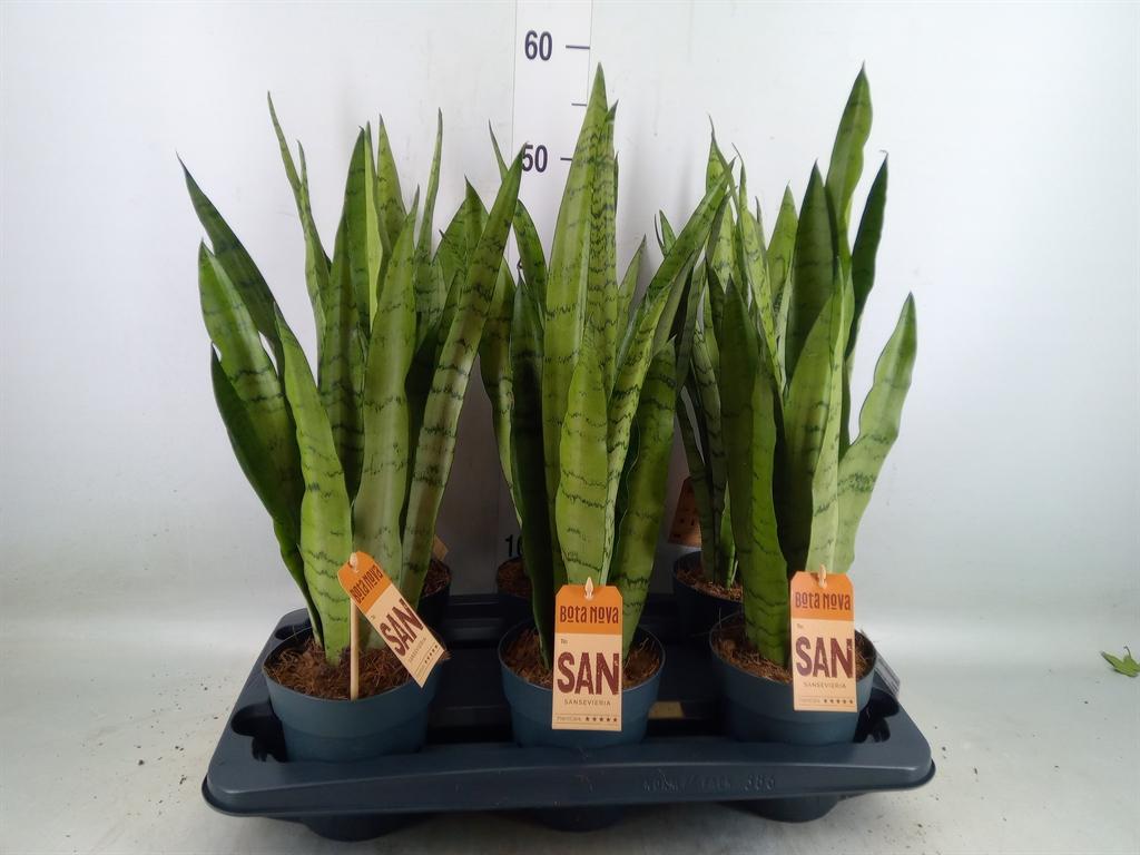 Горшечные цветы и растения оптом Sansevieria Trifa.   ... от 6шт из Голландии с доставкой по России