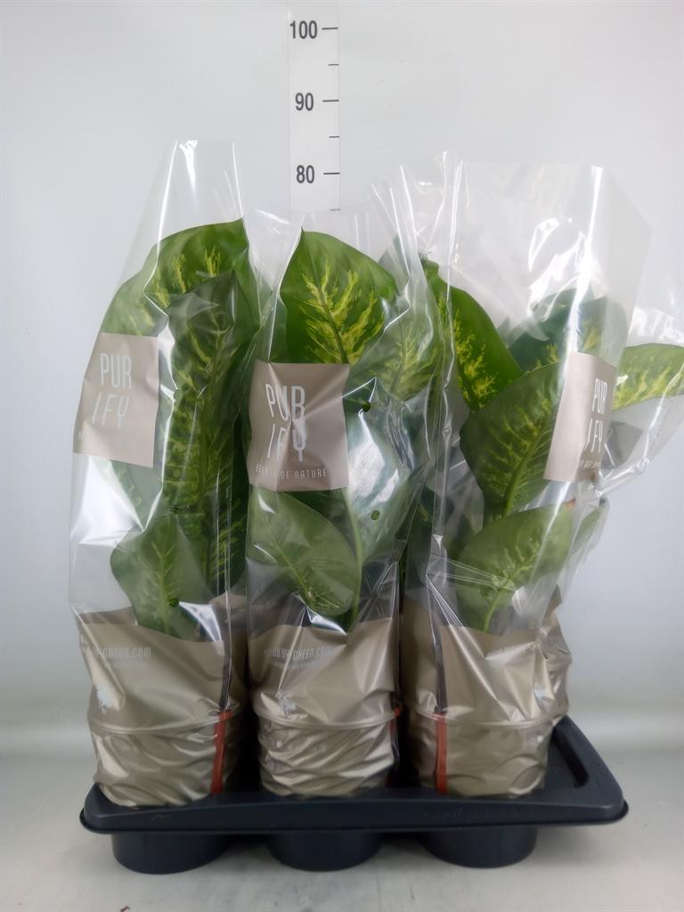 Горшечные цветы и растения оптом Dieffenbachia Tropic Snow от 6шт из Голландии с доставкой по России