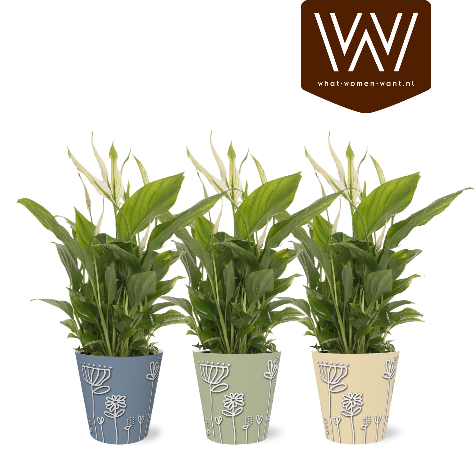 Горшечные цветы и растения оптом Spath Ov от 6шт из Голландии с доставкой по России