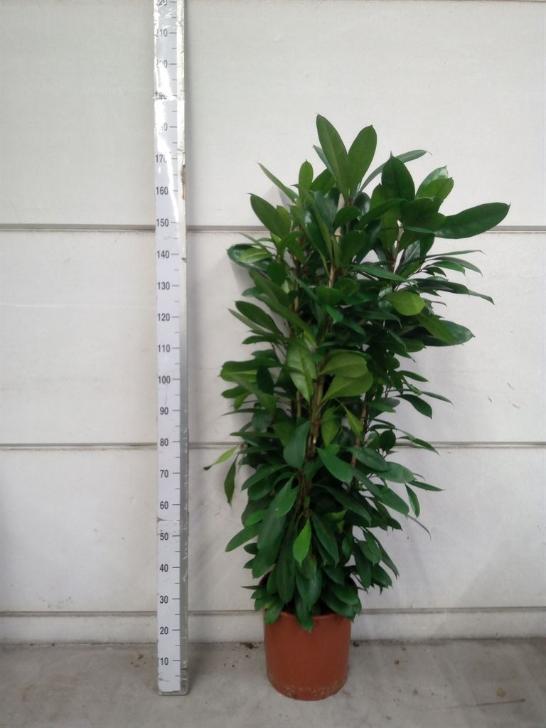 Горшечные цветы и растения оптом Ficus Cyathistipula от 1шт из Голландии с доставкой по России