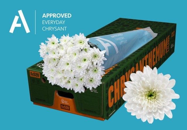 Срезанные цветы оптом Chrys sp baltica от 160шт. из Голландии с доставкой по России