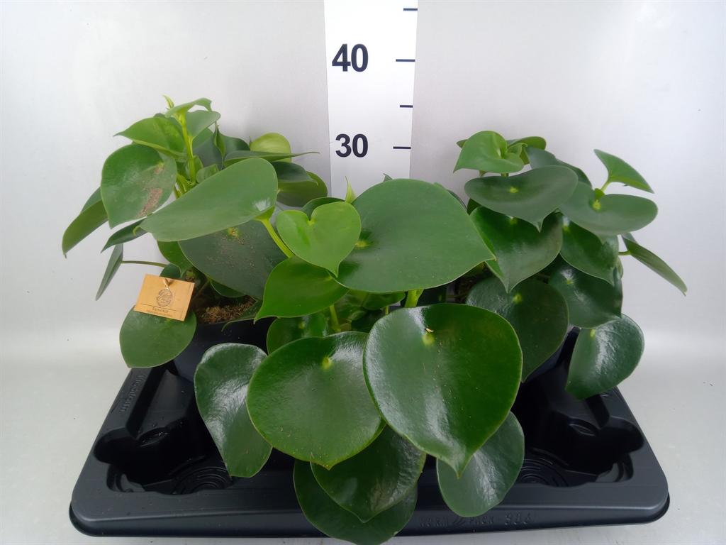Горшечные цветы и растения оптом Peperomia Polybotrya raindrop от 3шт из Голландии с доставкой по России