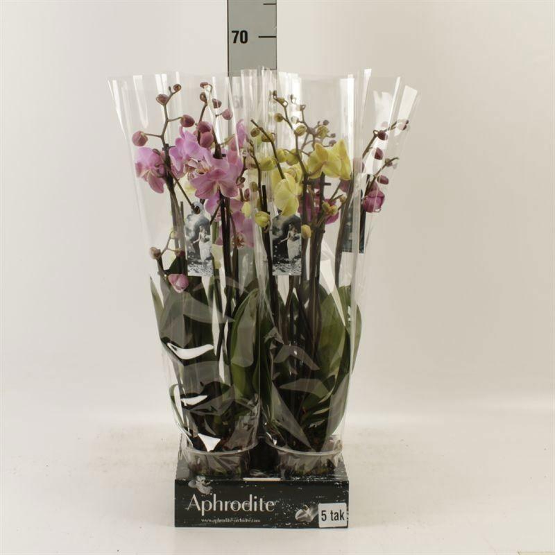 Горшечные цветы и растения оптом Phalaenopsis   ...mix от 4шт из Голландии с доставкой по России
