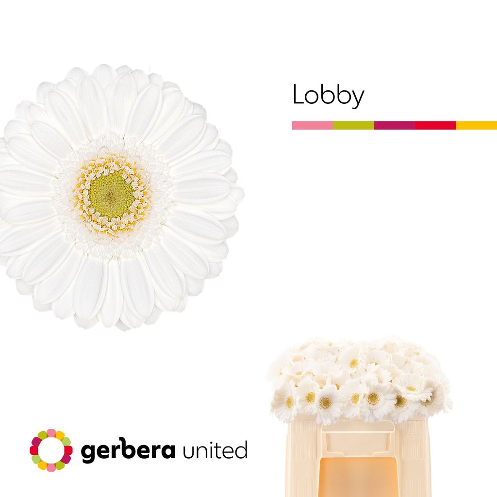 Срезанные цветы оптом Germini white от 80шт из Голландии с доставкой по России