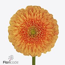 Срезанные цветы оптом Gerbera diamond gerponi big orange от 45шт из Голландии с доставкой по России