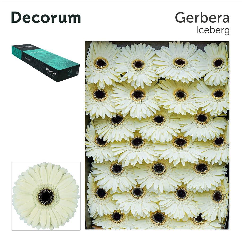 Срезанные цветы оптом Gerbera iceberg от 50шт из Голландии с доставкой по России