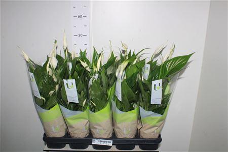 Горшечные цветы и растения оптом Spath Torelli 5+ от 10шт из Голландии с доставкой по России
