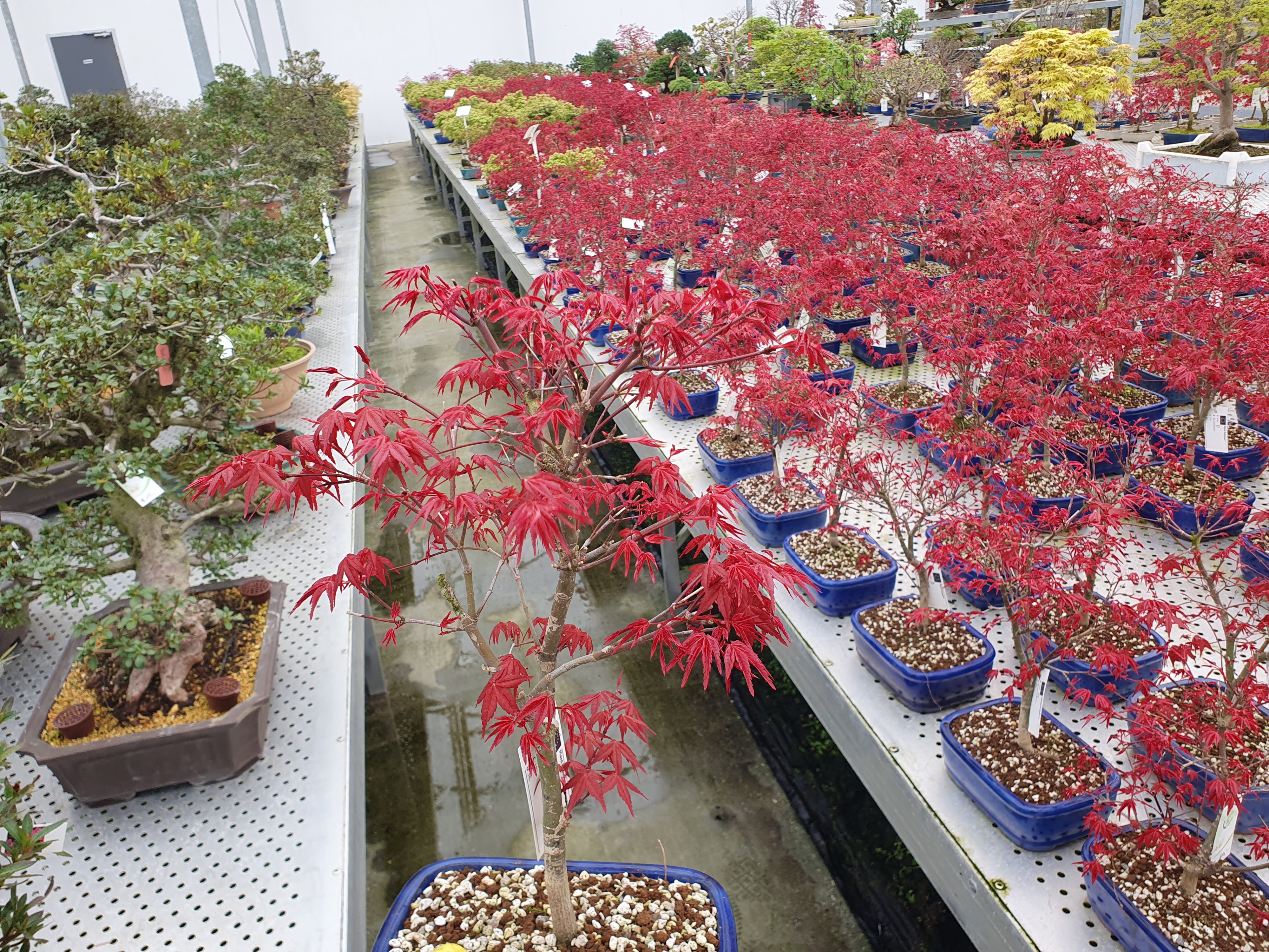 Горшечные цветы и растения оптом Acer Palmatum Deshojo, от 4шт из Голландии с доставкой по России