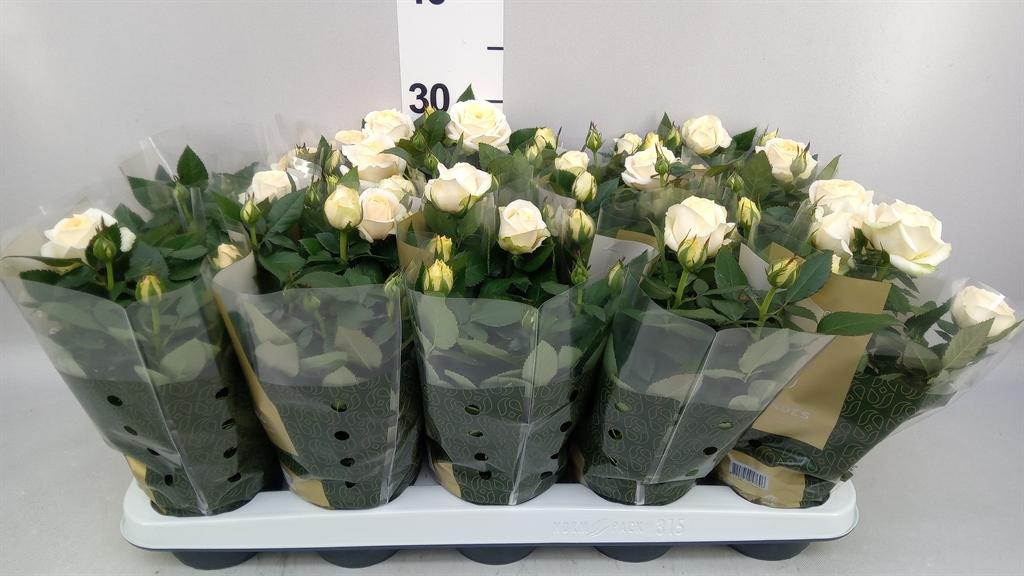 Горшечные цветы и растения оптом Rosa Belami Kordana от 15шт из Голландии с доставкой по России