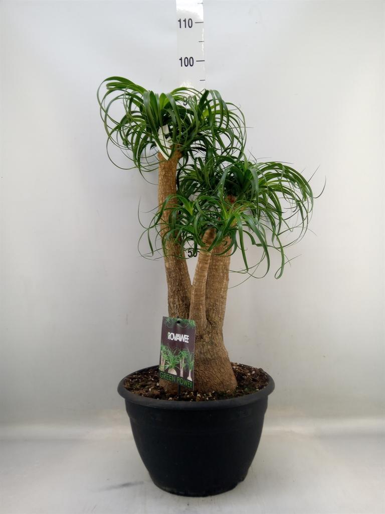Горшечные цветы и растения оптом Beaucarnea Recurvata от 1шт из Голландии с доставкой по России