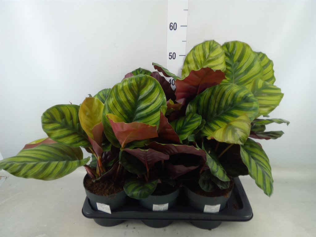 Горшечные цветы и растения оптом Calathea Fasciata от 6шт из Голландии с доставкой по России