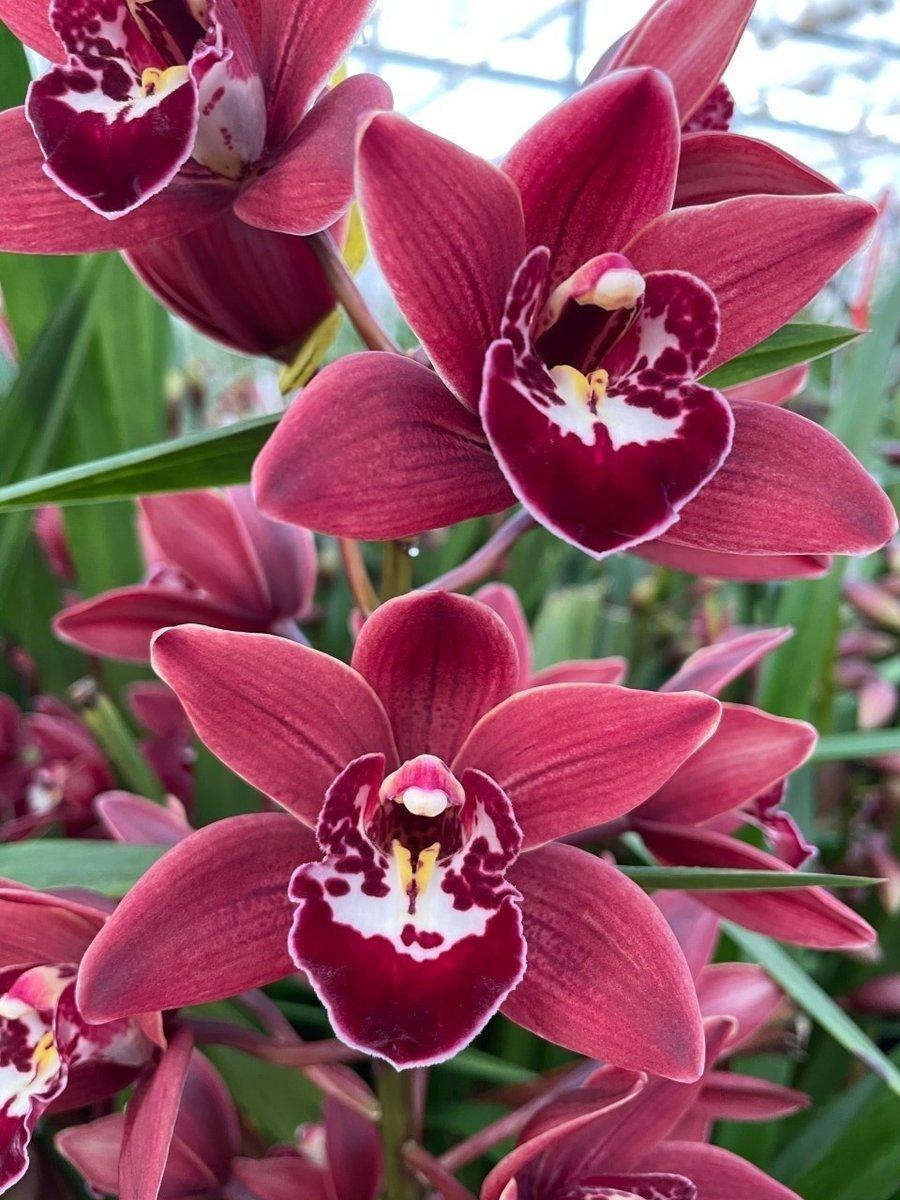 Срезанные цветы оптом Minicymbidium red georgina от 15шт из Голландии с доставкой по России